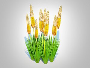 Eremurus - Foxtail LilyYellow 3D