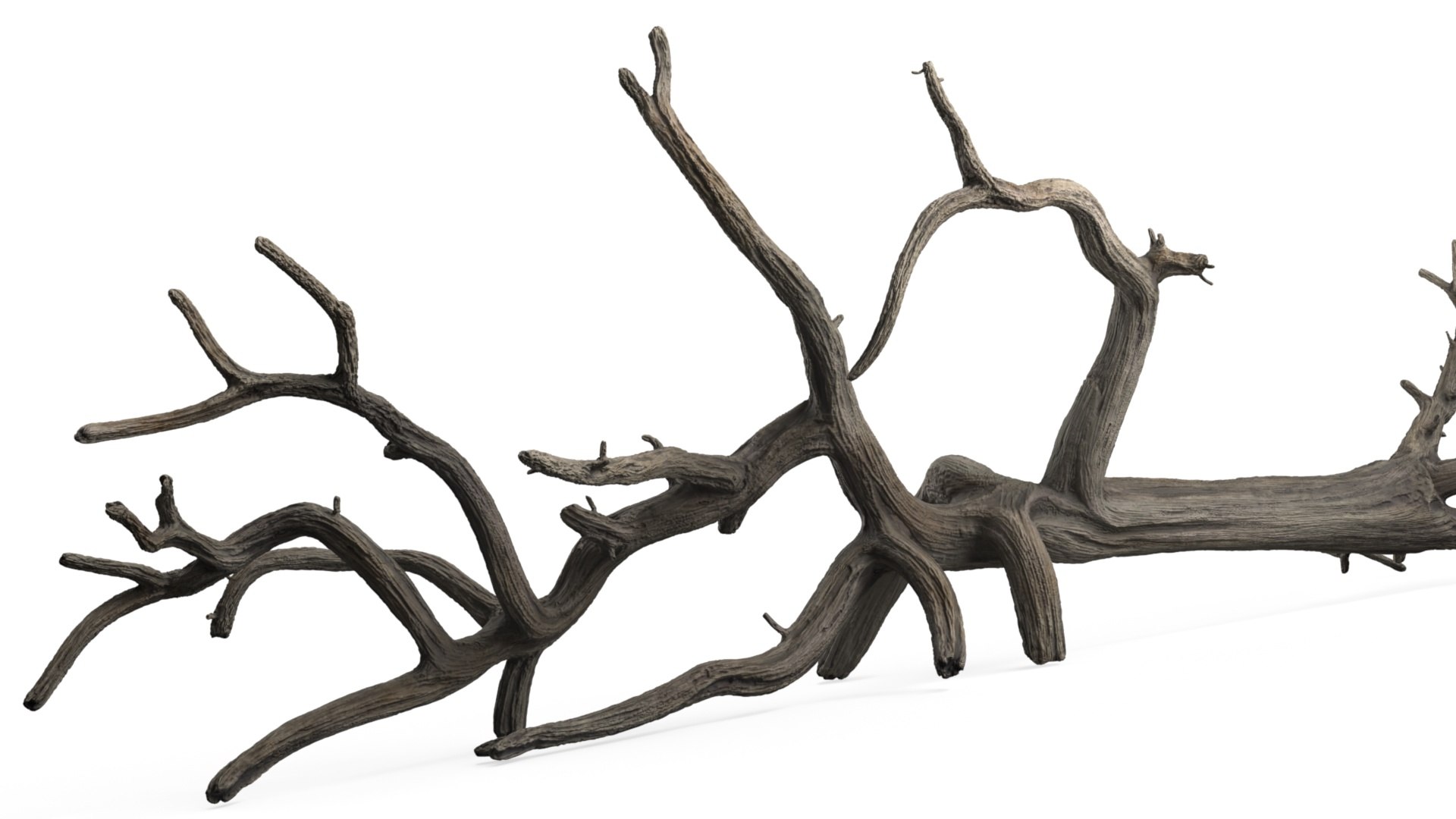 Dry Old Tree Trunk Curved model https://p.turbosquid.com/ts-thumb/Vm/wCQs83/Fq/dry_old_tree_trunk_curved_004/jpg/1763444676/1920x1080/fit_q87/81a30250b555936f909c1c0240c8e97011e85f9c/dry_old_tree_trunk_curved_004.jpg