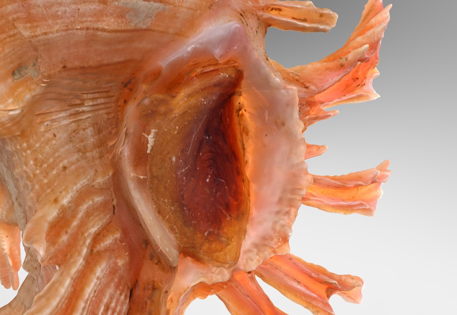 3D Chicoreus aculeatus sea shell model https://p.turbosquid.com/ts-thumb/Vm/wjk4sB/4y/chicoreus.237057/jpg/1685014545/1920x1080/fit_q87/ff9448e1a96b37652baf4f26aee679d5266c1fdf/chicoreus.237057.jpg