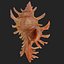 Chicoreus aculeatus sea shell