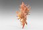 Chicoreus aculeatus sea shell