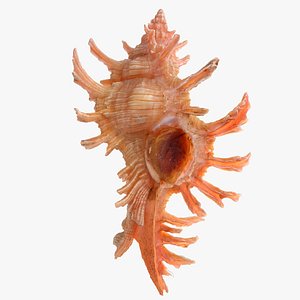 3D Chicoreus aculeatus sea shell model