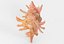 Chicoreus aculeatus sea shell