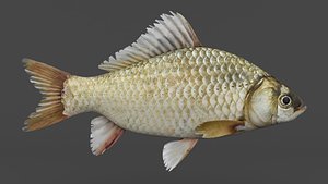 3D Carp Fish