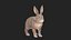 Rabbit Bunny 3D