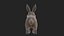 Rabbit Bunny 3D