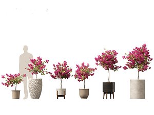 3D Bougainvillea glabra - Lesser bougainvillea 04 model