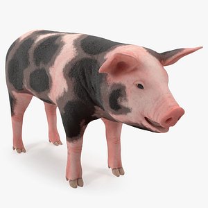 3D pig piglet pietrain