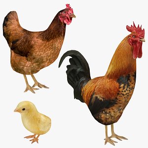 chicken chick 3D model