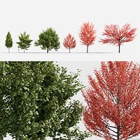 Acer rubrum - Red maple 3D model