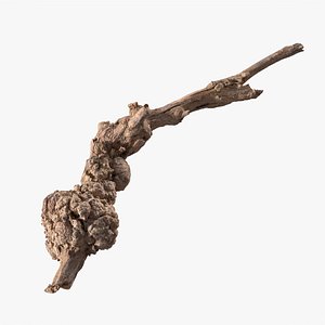 3D Grapevine Bark 3D Scanned 08 StemCell