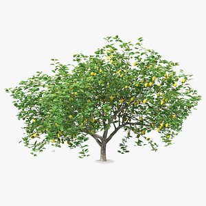 3D lemon tree