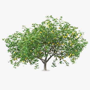 Lemon Tree