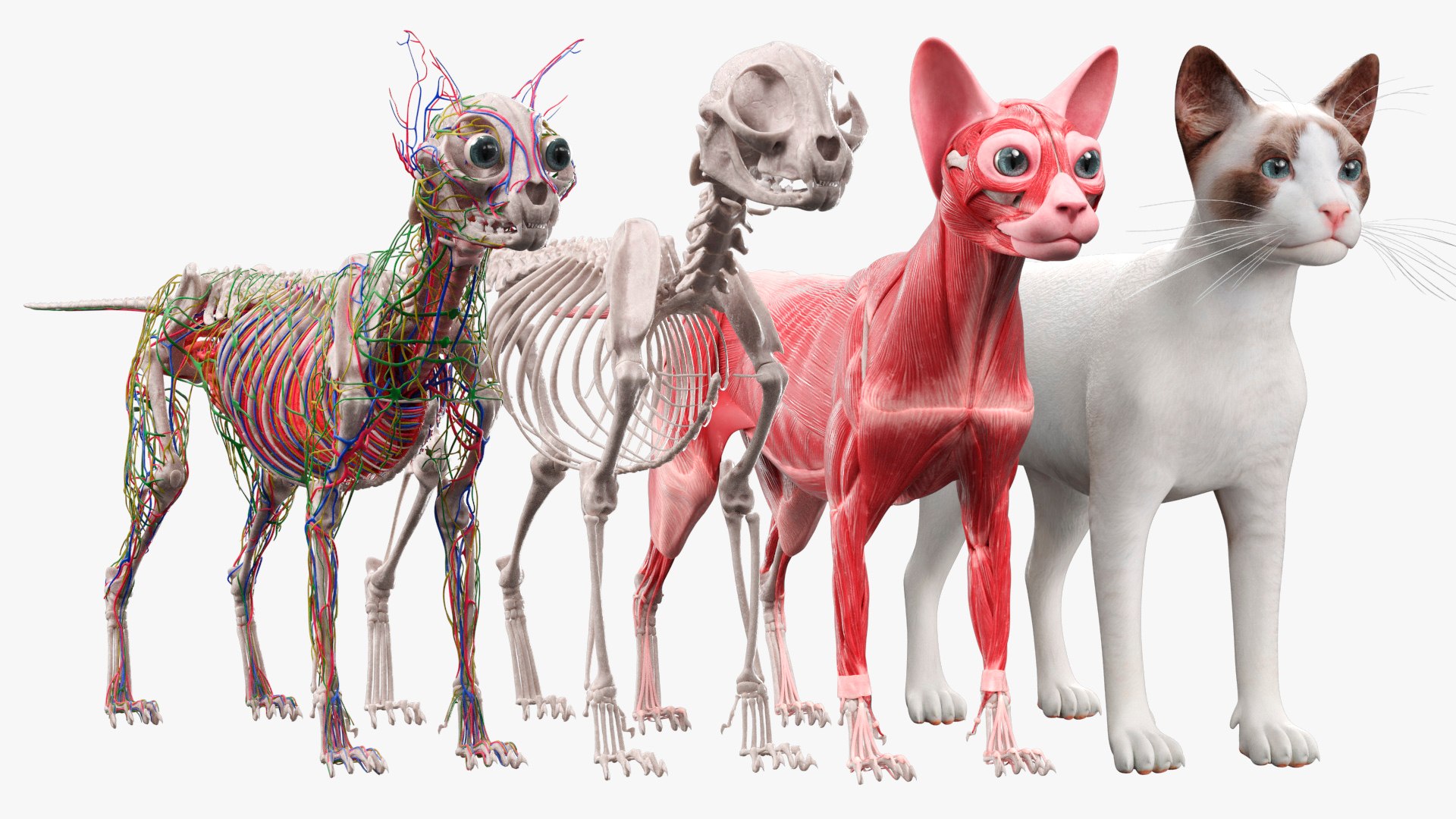 3D Model Cat Full Body Anatomy Structure And Skeleton - TurboSquid 2558521