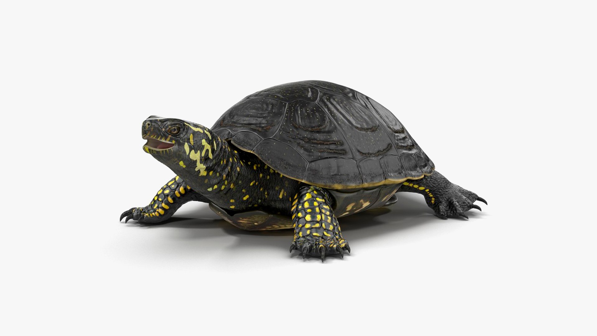 3D Turtles Collection 3 https://p.turbosquid.com/ts-thumb/Vo/Xj7H49/0u/turtles_collection_3_002/jpg/1775031269/1920x1080/fit_q87/5c62e10248574709d1a252221598df79cec34713/turtles_collection_3_002.jpg