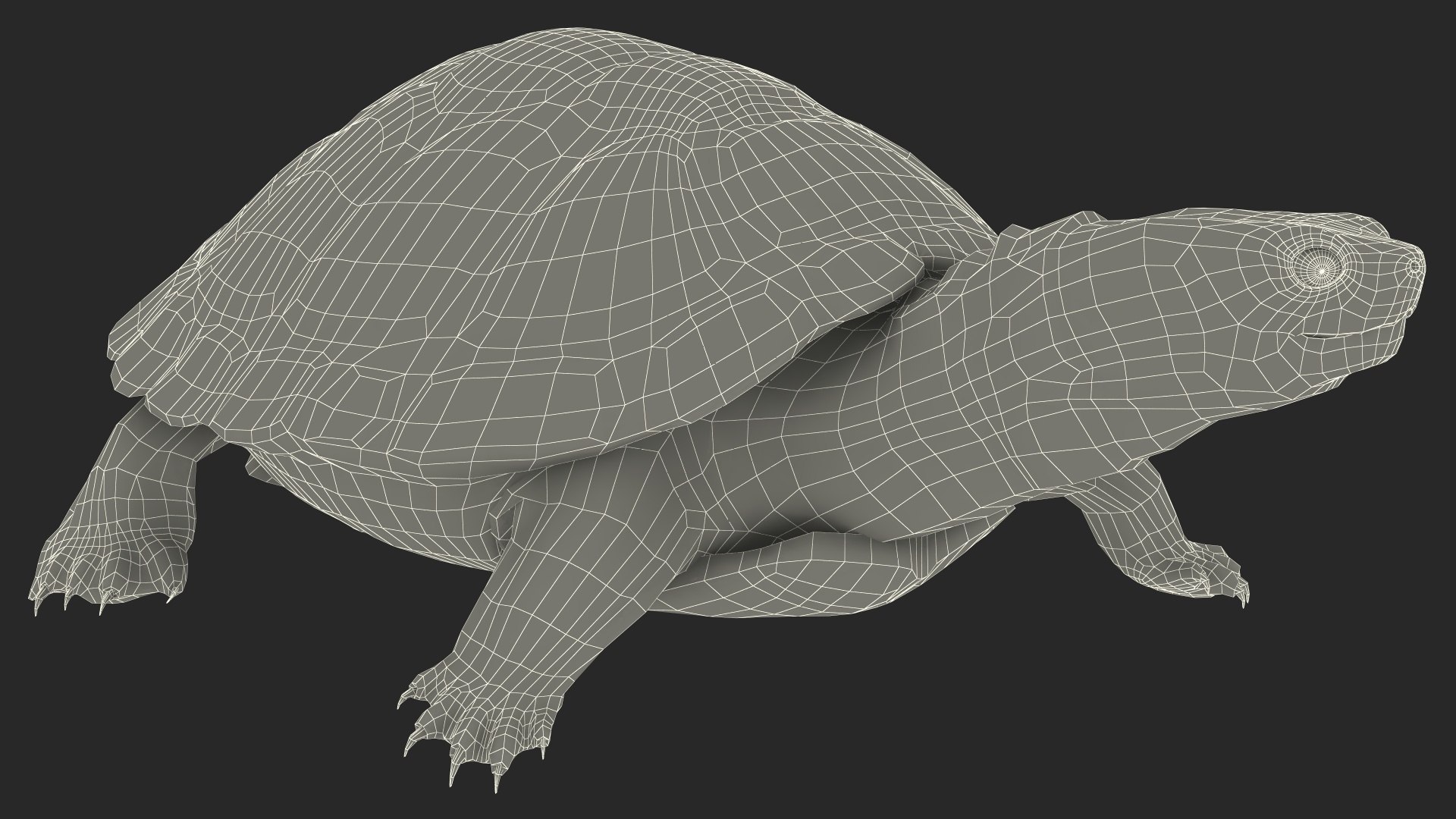 3D Turtles Collection 3 https://p.turbosquid.com/ts-thumb/Vo/Xj7H49/BW/turtles_collection_3_011/jpg/1775031275/1920x1080/fit_q87/5ae13fd04cf622ae1ca89adfb1674318717df532/turtles_collection_3_011.jpg