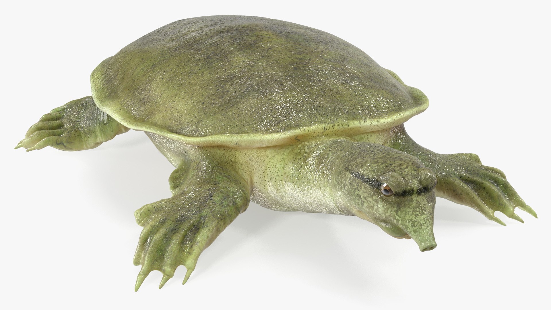 3D Turtles Collection 3 https://p.turbosquid.com/ts-thumb/Vo/Xj7H49/F1/turtles_collection_3_013/jpg/1775031276/1920x1080/fit_q87/698efe340eacfd6fccfcb3ae25d97269468ef1d7/turtles_collection_3_013.jpg