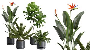 Indoor Plants Pack 35 model