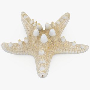Knobby Starfish 2 3D model