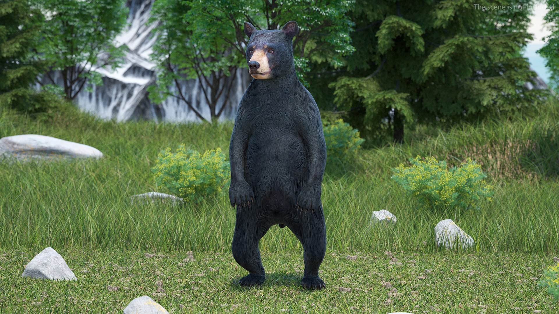 Standing Young Black Bear 3D https://p.turbosquid.com/ts-thumb/Vo/rgR2kt/FS/standingyoungblackbearvray3dmodel003/jpg/1721002798/1920x1080/fit_q87/e0ed7dd0519697f37fa078f180382e8b9c221e15/standingyoungblackbearvray3dmodel003.jpg