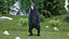 Standing Young Black Bear