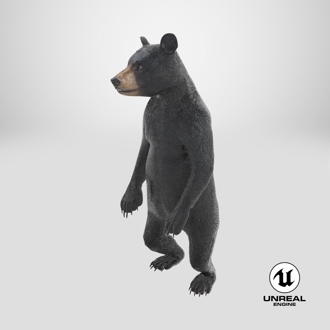 Standing Young Black Bear 3D https://p.turbosquid.com/ts-thumb/Vo/rgR2kt/Ju/stemcell_unreal_render/png/1724316453/1920x1080/fit_q87/d996b51d5370ac17774b822c146c5132d4a66bc6/stemcell_unreal_render.jpg