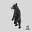 Standing Young Black Bear