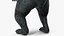 Standing Young Black Bear