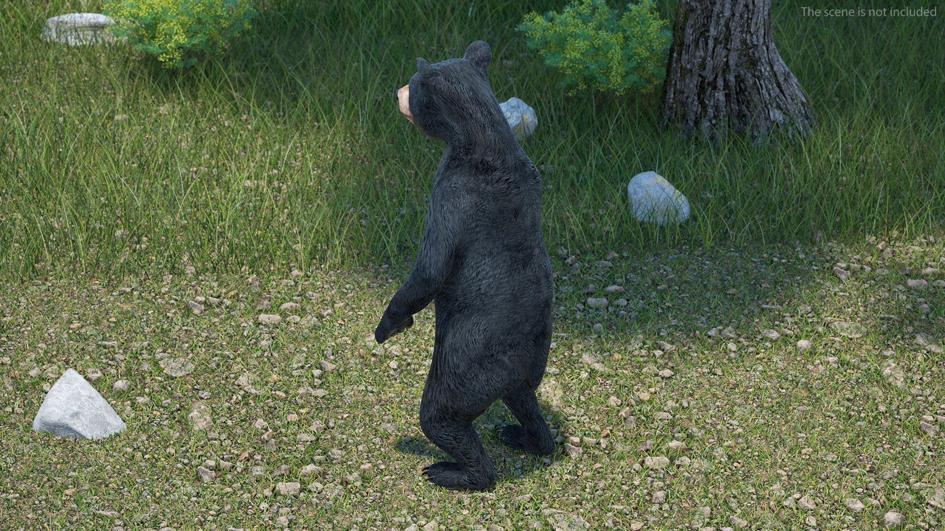 Standing Young Black Bear 3D https://p.turbosquid.com/ts-thumb/Vo/rgR2kt/Qq/standingyoungblackbearvray3dmodel004/jpg/1721002804/1920x1080/fit_q87/7faea144659d6ef0bb61a2e6f0856b81a39172e7/standingyoungblackbearvray3dmodel004.jpg