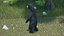 Standing Young Black Bear