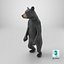 Standing Young Black Bear