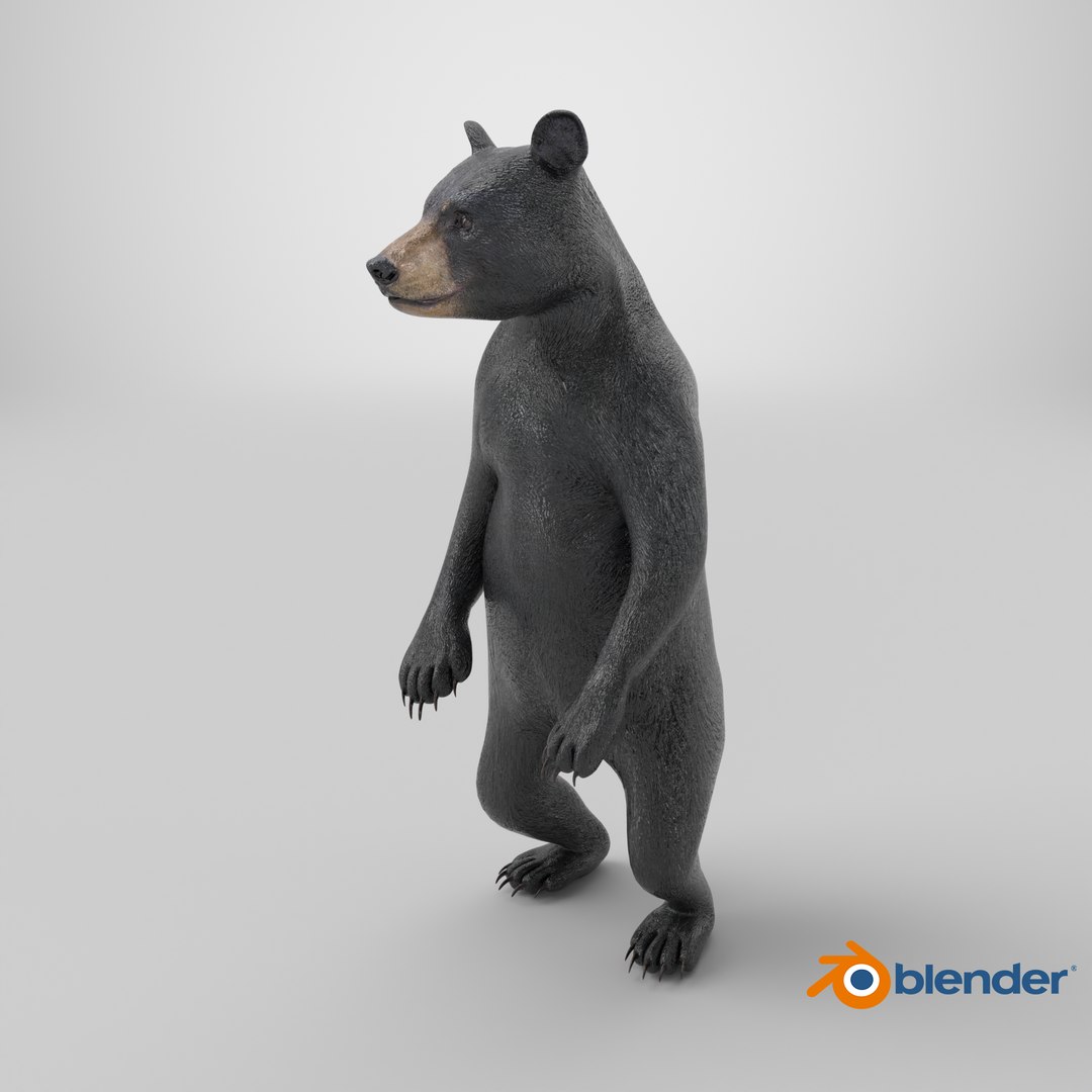 Standing Young Black Bear 3D https://p.turbosquid.com/ts-thumb/Vo/rgR2kt/SU/stemcell_blender_cycles_render/png/1724316437/1920x1080/fit_q87/a728e358a71b783bf15fc61a722085ca3d0eaee6/stemcell_blender_cycles_render.jpg
