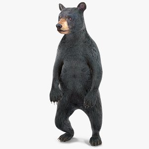 Standing Young Black Bear