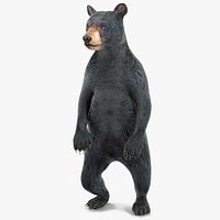 Standing Young Black Bear