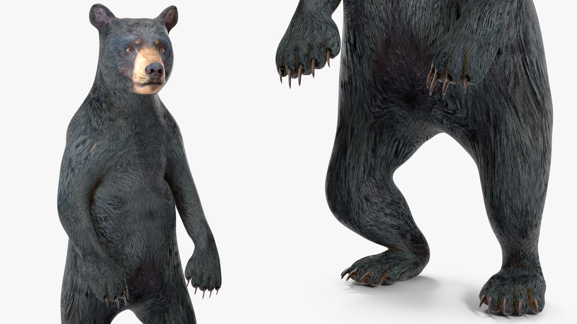 Standing Young Black Bear 3D https://p.turbosquid.com/ts-thumb/Vo/rgR2kt/aH/standingyoungblackbearvray3dmodel010/jpg/1721002825/1920x1080/fit_q87/f245978a77a3cc535199a0f7697cd018f5d4d3fc/standingyoungblackbearvray3dmodel010.jpg