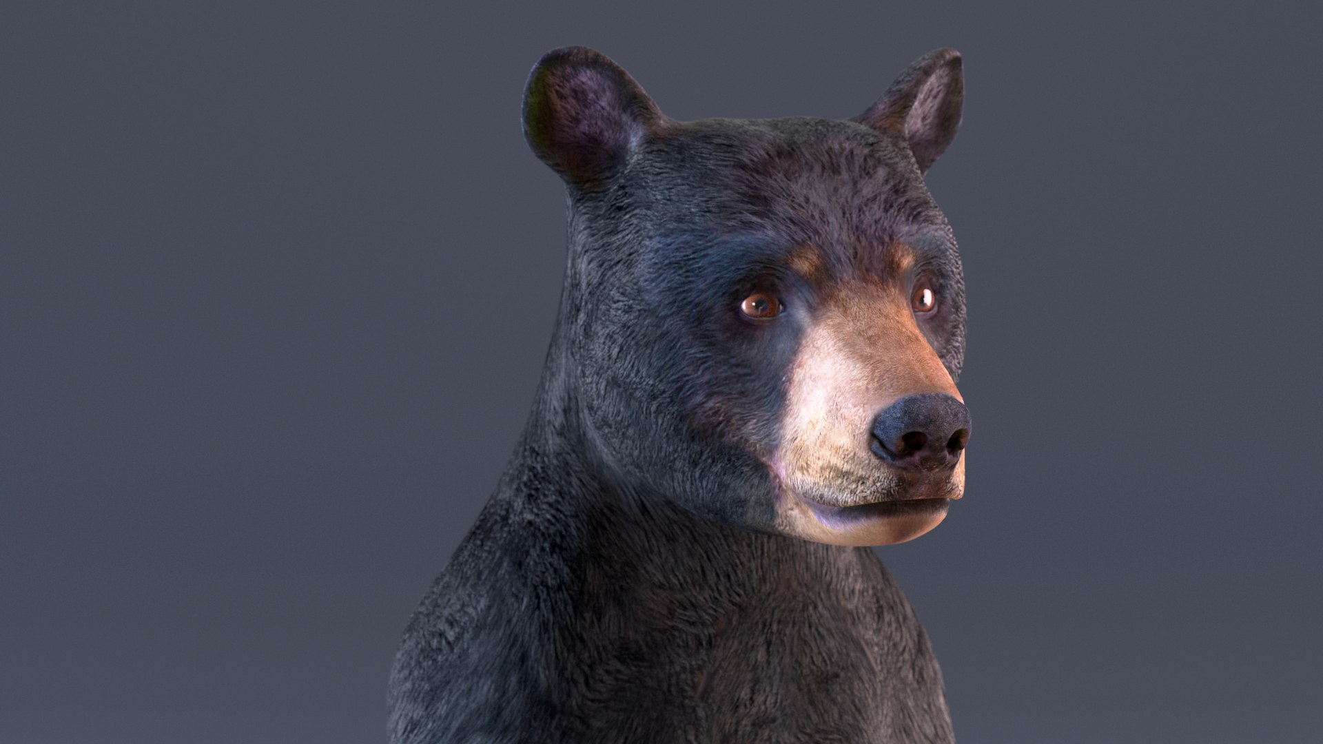 Standing Young Black Bear 3D https://p.turbosquid.com/ts-thumb/Vo/rgR2kt/dQ/standingyoungblackbearvray3dmodel007/jpg/1721002815/1920x1080/fit_q87/914a9690a8cfe9da36d2b94dd191985d58ea72e5/standingyoungblackbearvray3dmodel007.jpg
