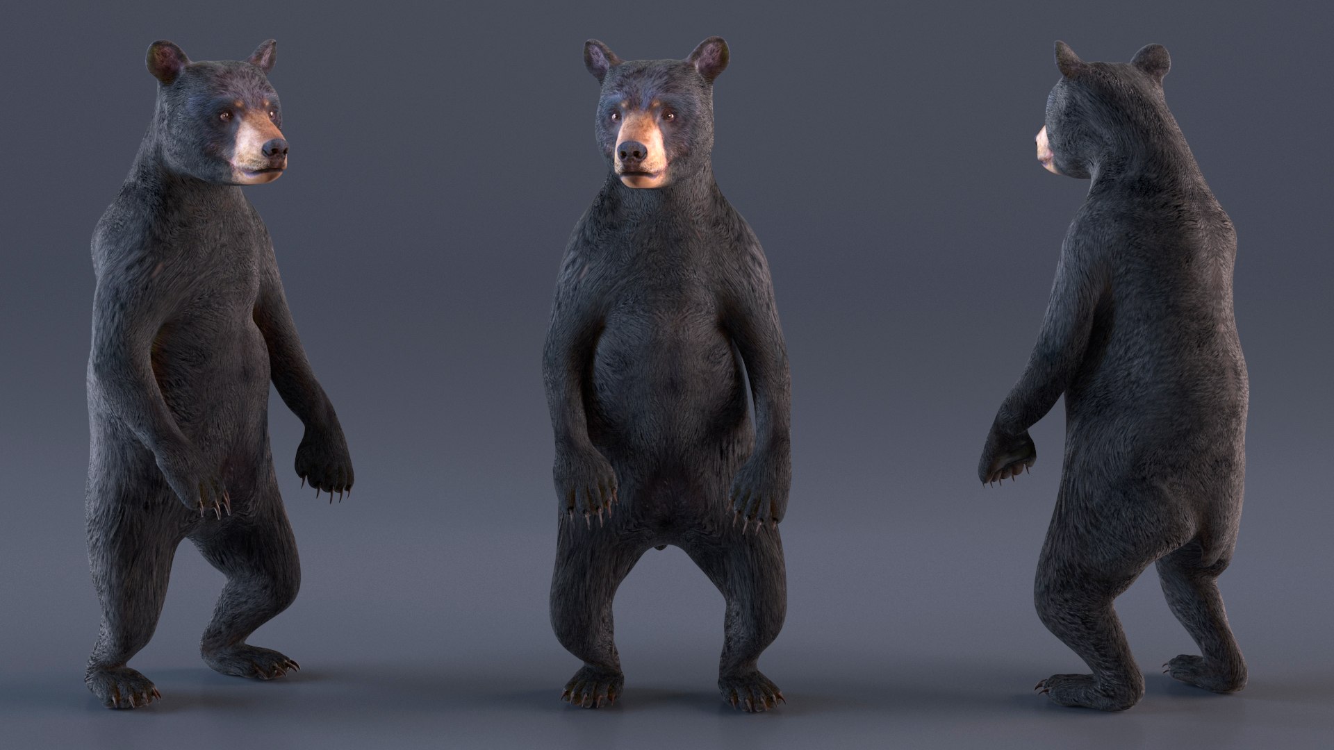 Standing Young Black Bear 3D https://p.turbosquid.com/ts-thumb/Vo/rgR2kt/iW/standingyoungblackbearvray3dmodel006/jpg/1721002812/1920x1080/fit_q87/4279faaeb13fab0722b43767954918089b8b5e76/standingyoungblackbearvray3dmodel006.jpg