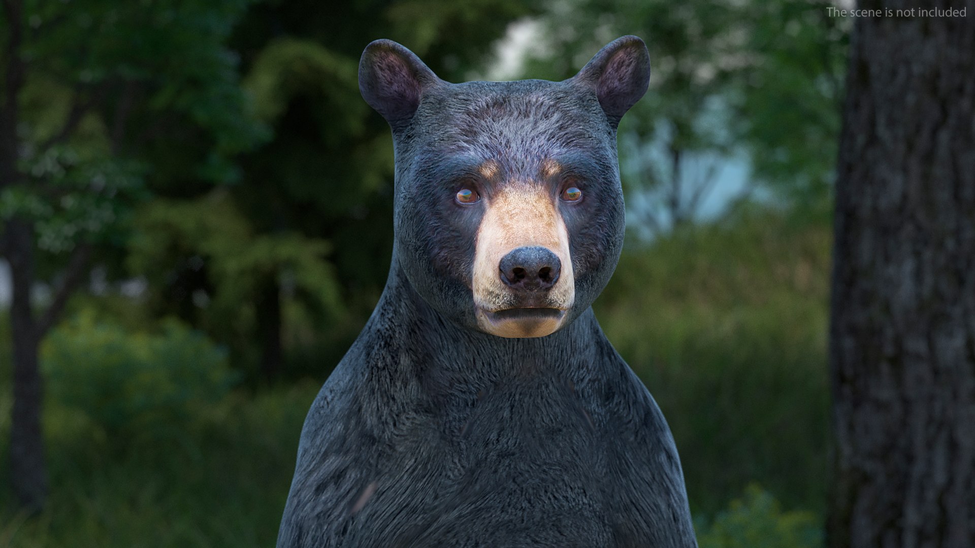 Standing Young Black Bear 3D https://p.turbosquid.com/ts-thumb/Vo/rgR2kt/ig/standingyoungblackbearvray3dmodel005/jpg/1721002809/1920x1080/fit_q87/4f7cbb331400b9a8ecc55900906f20339a5e77d2/standingyoungblackbearvray3dmodel005.jpg