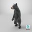 Standing Young Black Bear