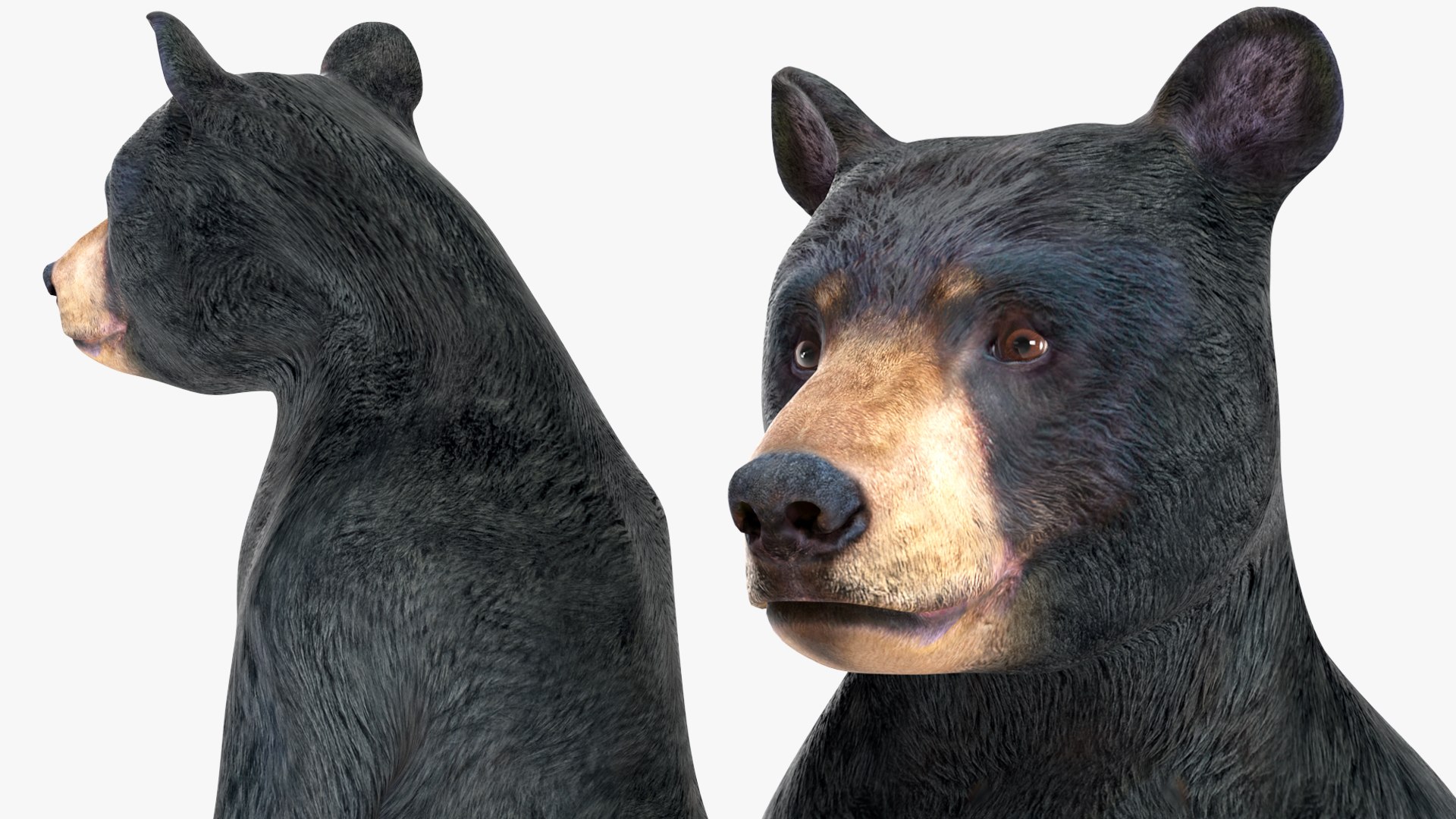 Standing Young Black Bear 3D https://p.turbosquid.com/ts-thumb/Vo/rgR2kt/nD/standingyoungblackbearvray3dmodel011/jpg/1721002829/1920x1080/fit_q87/e3adcfad76947856bb742313b8fbcb464f1f974a/standingyoungblackbearvray3dmodel011.jpg