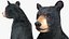 Standing Young Black Bear