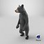 Standing Young Black Bear