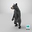 Standing Young Black Bear