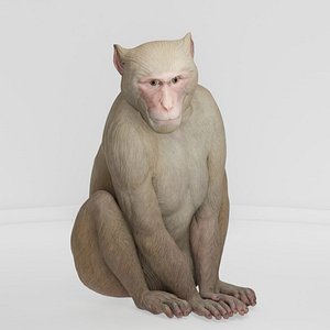 Realistic Monkey 3D model