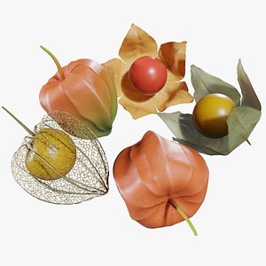 3D Alkekengi officinarum model