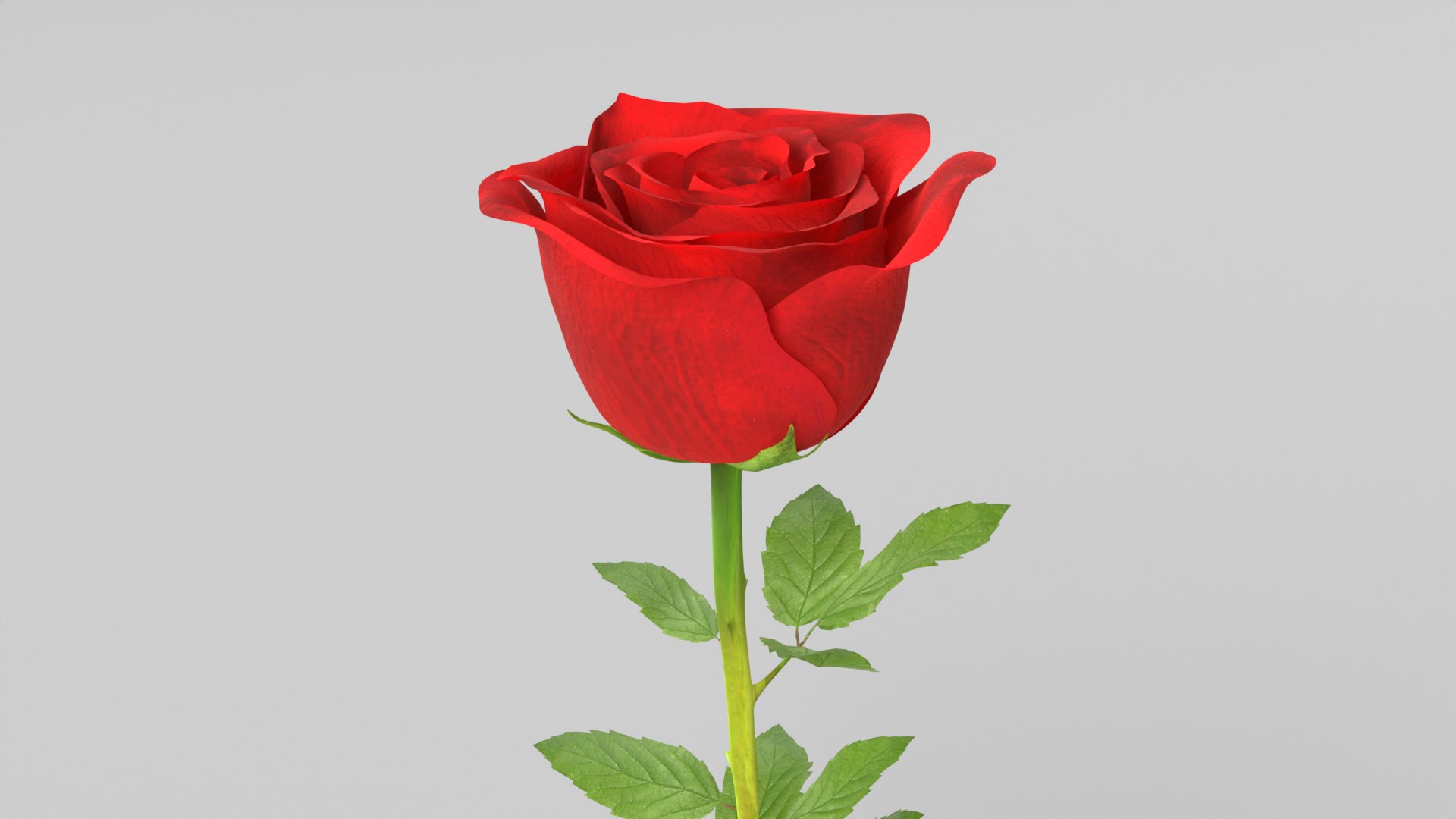 Rose 3 3D Model - TurboSquid 2133467