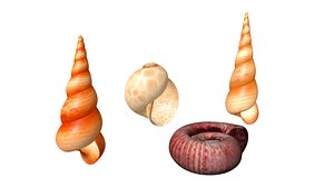 Mollusca in New york