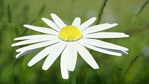 max chamomile flower