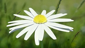 chamomile