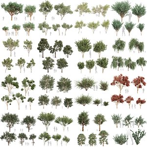 3D 80 Eucalyptus Tree Models  - Diverse Species Collection model